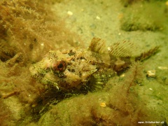 Taurulus bubalis (Langstacheliger Seeskorpion)